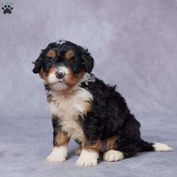 Lyla, Mini Bernedoodle Puppy